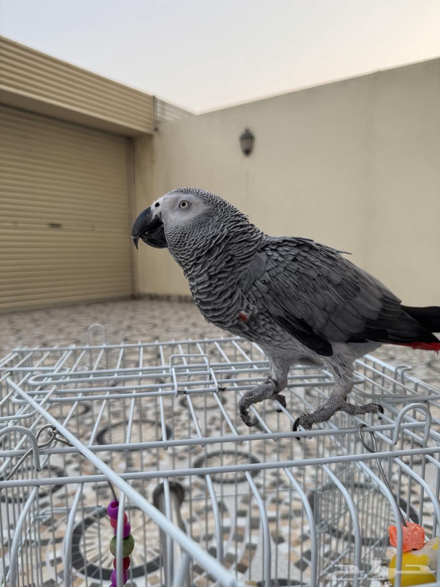 Alif Mutation Helmet64381328509058113