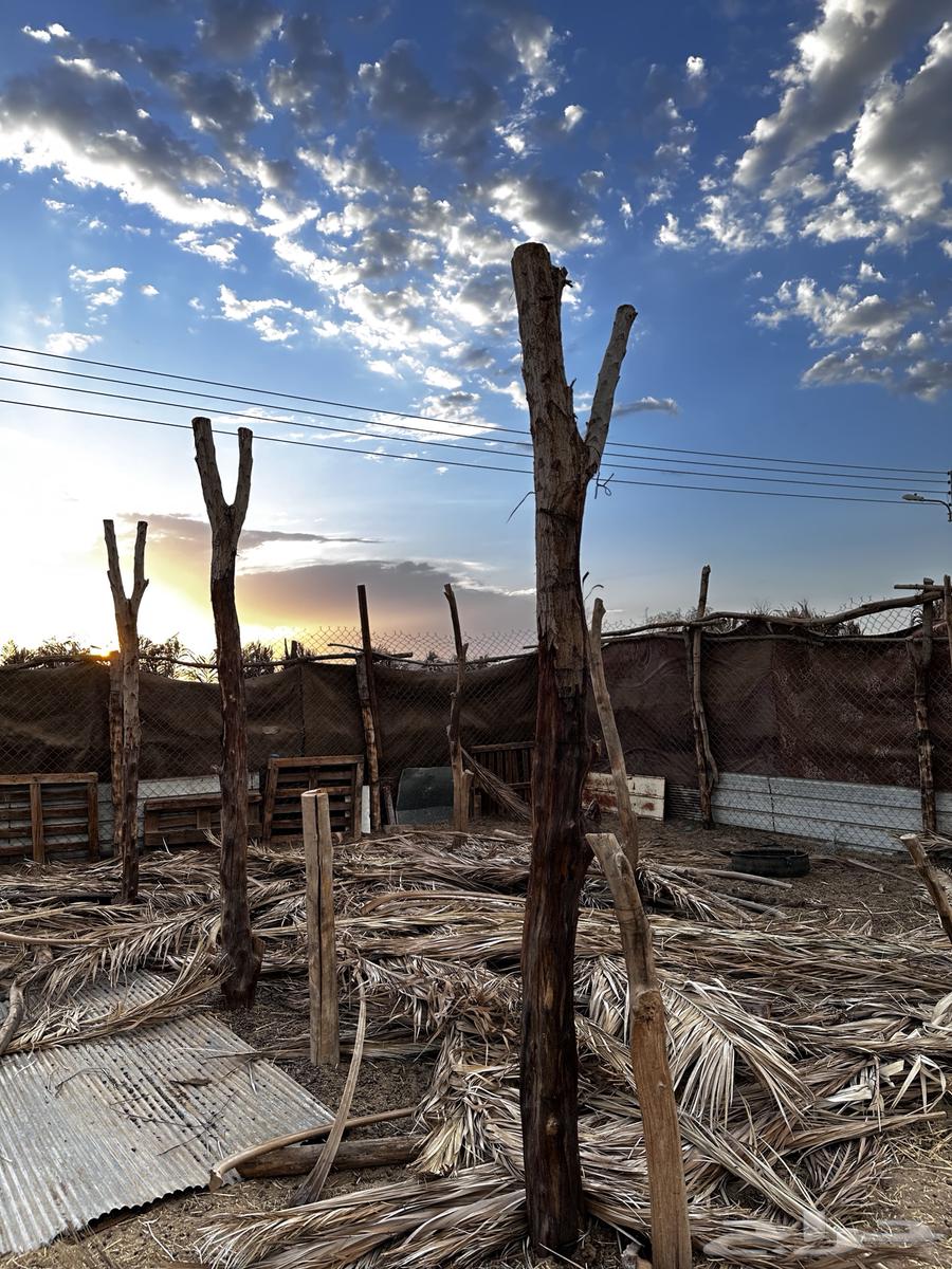 للبيع جاوي64388343365890111