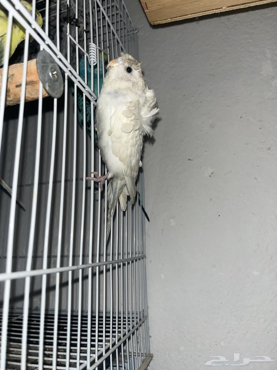 انثي بادجي هوقو64380652806657113