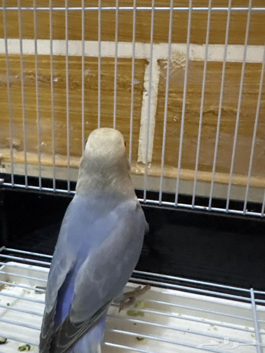 روز اليف64381301505795111