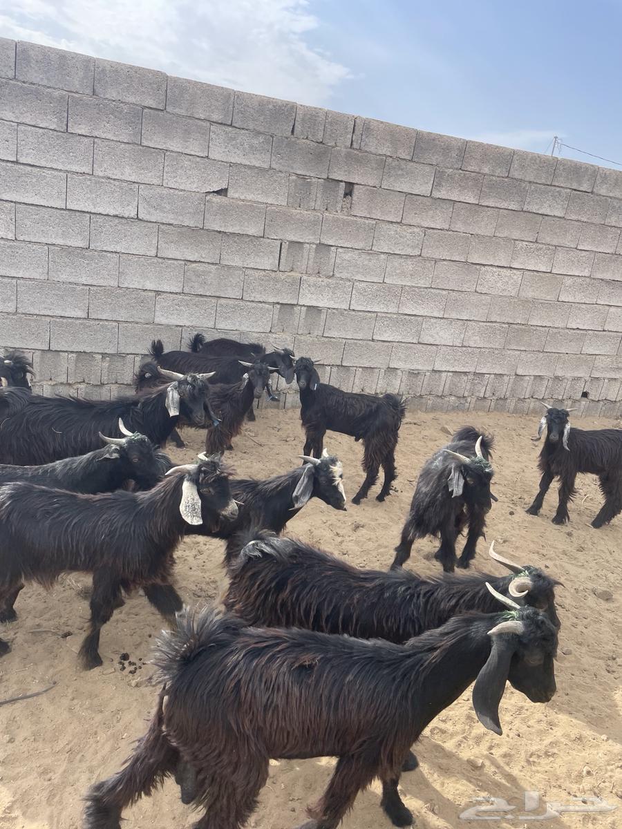 تيوس للبيع64380737501699111