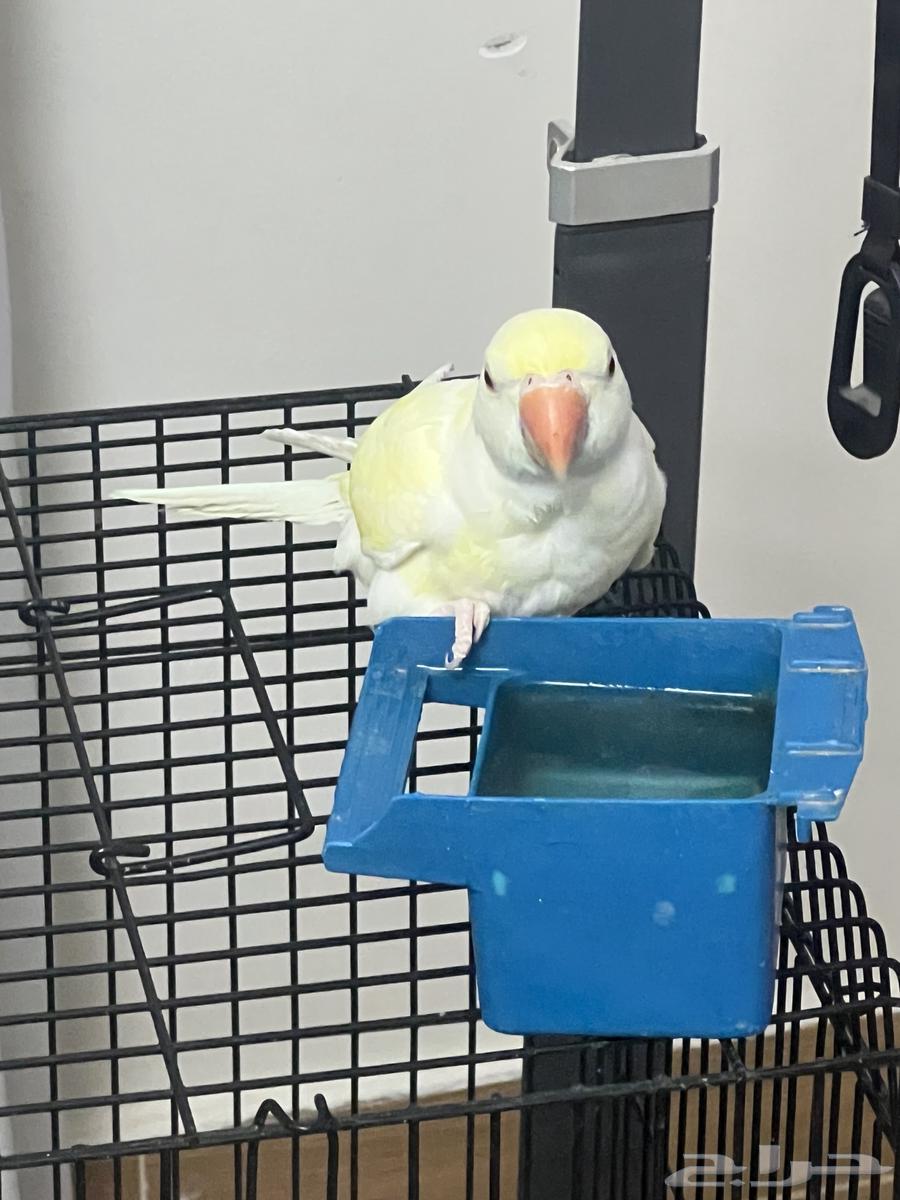 دره لوتينيو64384952461697110