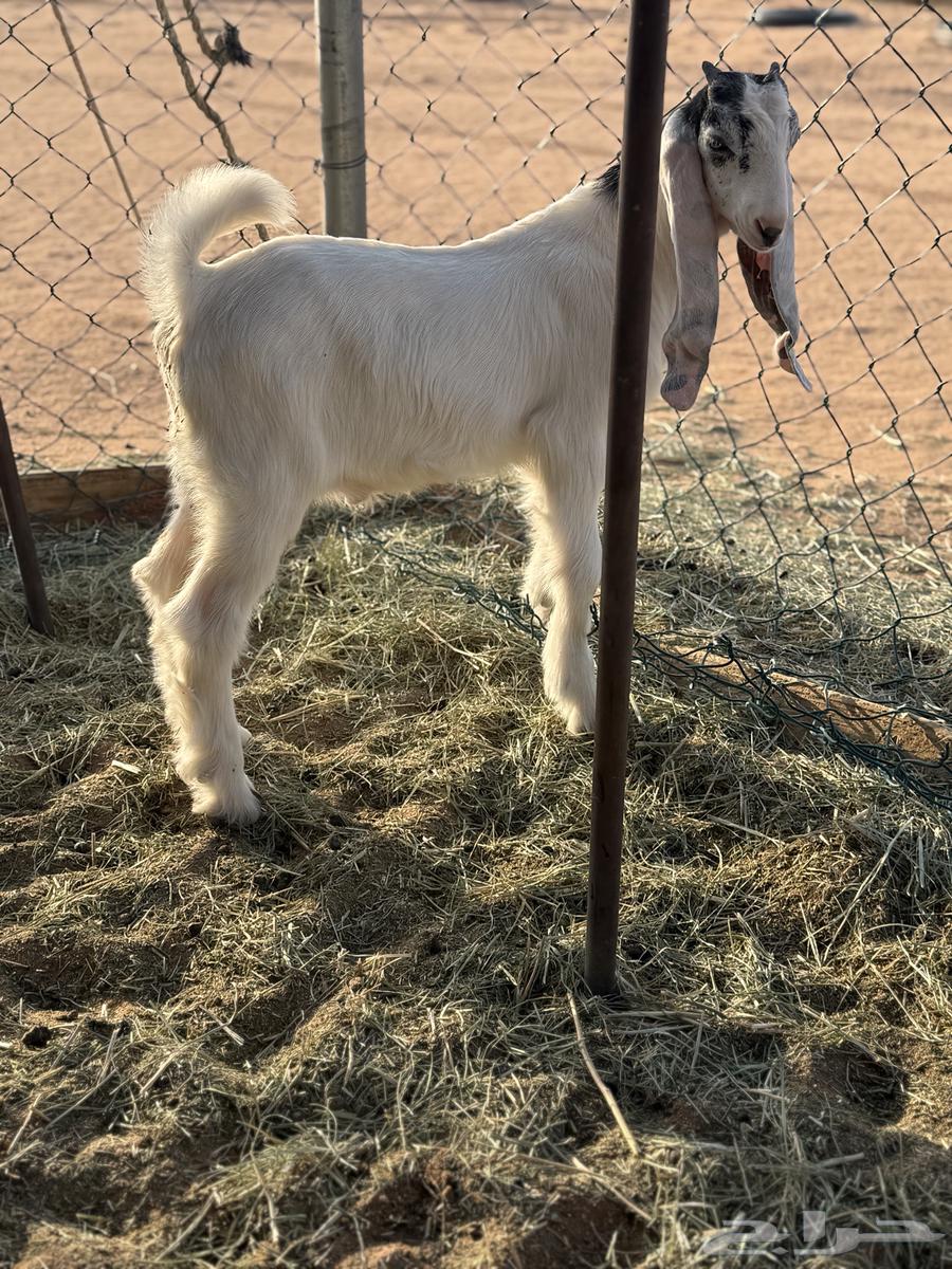 عنز متبع حليب وطيبه64379891226883113