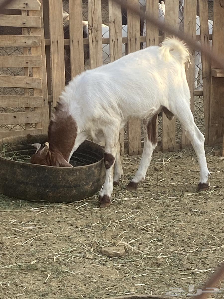 تيس للبيع64383483790466112