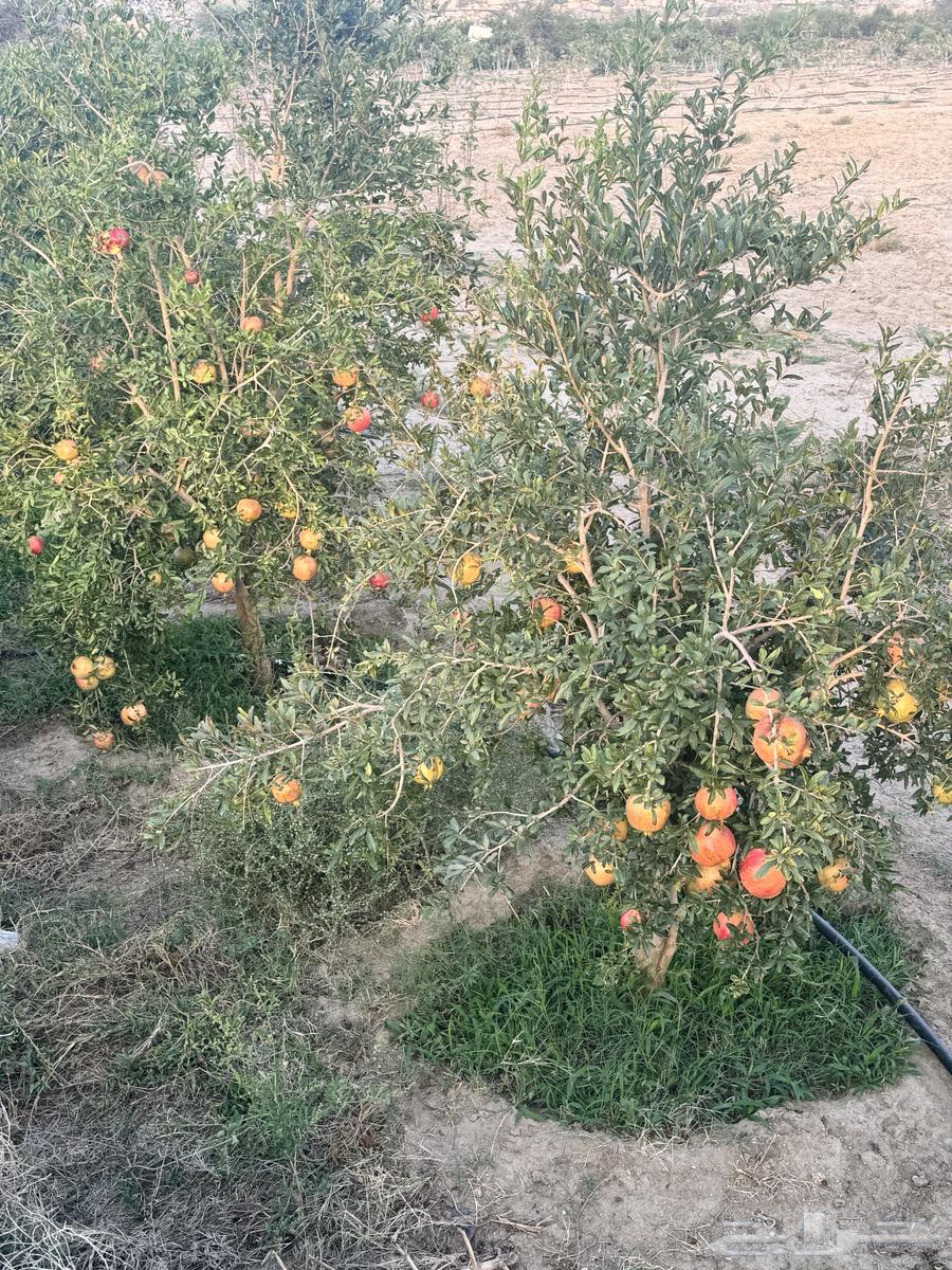 رمان الماوين طائفي للبيع64388162696706111