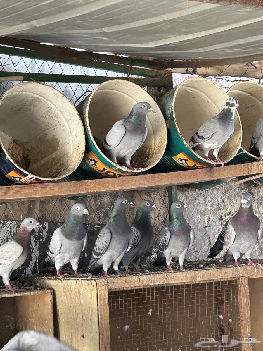 حمام زاجل سباق للبيع وفيه شي مش محجل64385466846081110