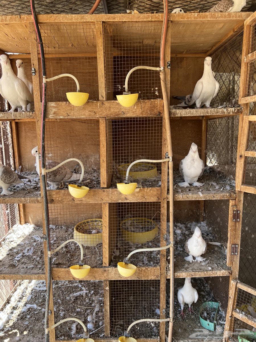 حمام ستانايت وهومر وحب رمان وهجين64382776549761111