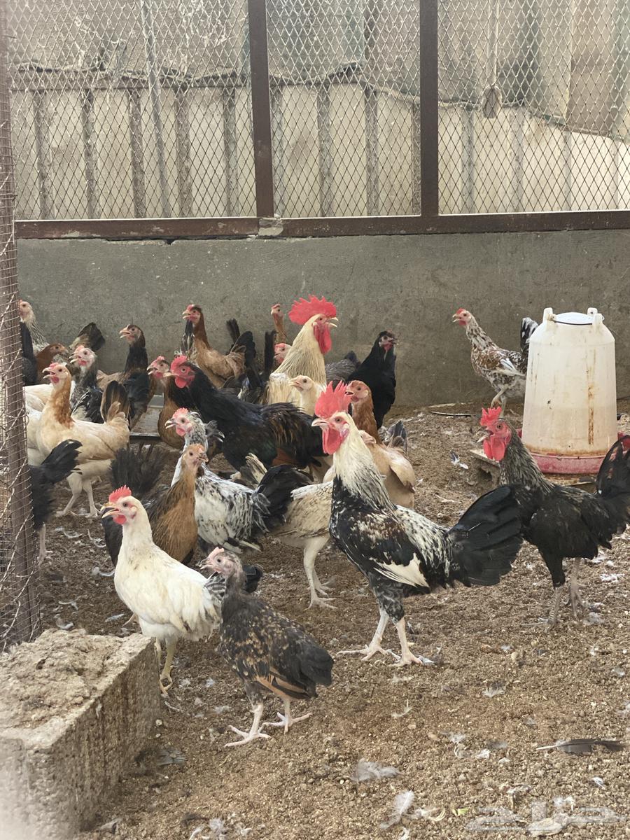 دجاج للبيع64382114381825111