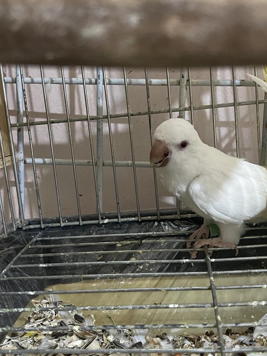 Quaker Bird64388757205121110