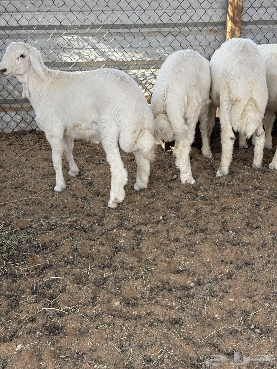 ذبايح حري للبيع64389750597379112