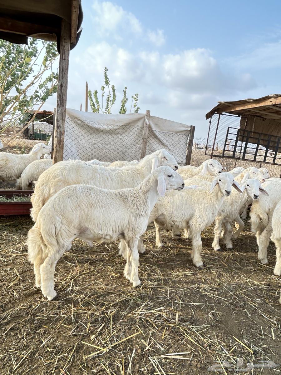 ذبايح حريه طليان و رخال64384562872963112