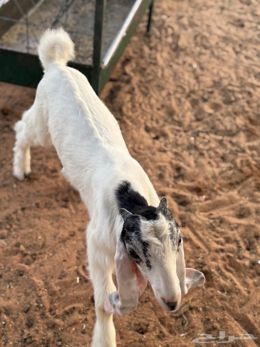 عنز متبع حليب وطيبه64379891226883112