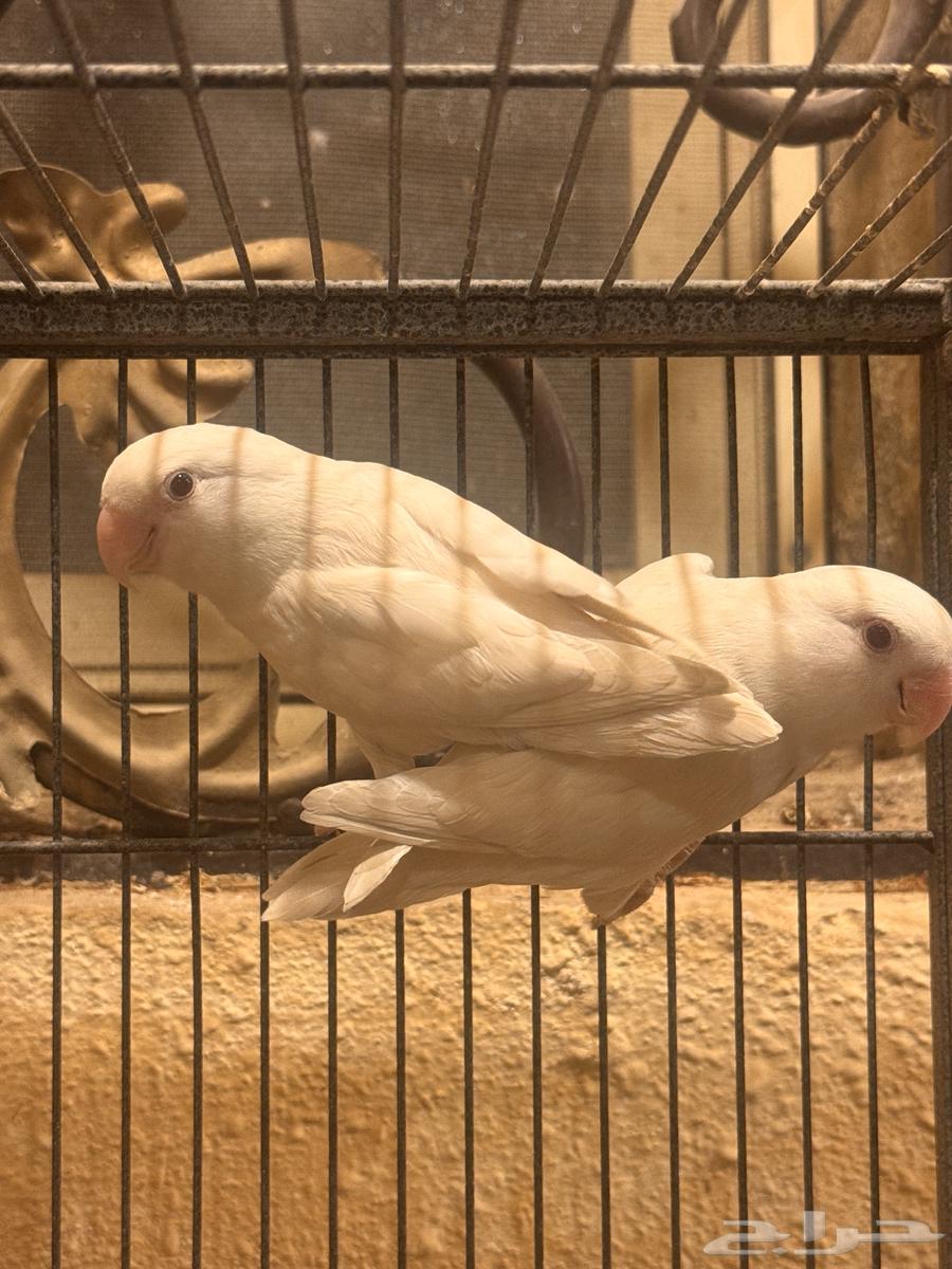 جوز روز البينو64389791605507112