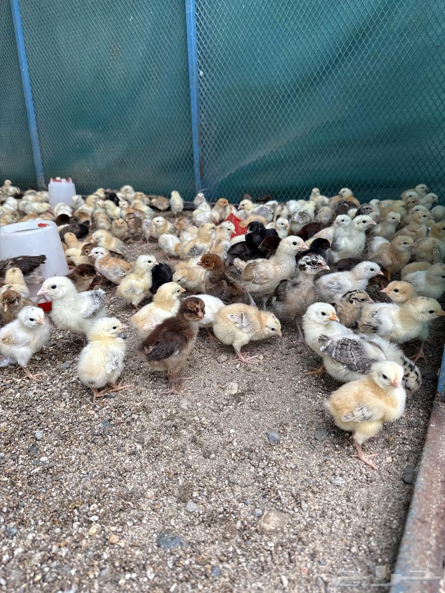 صوص بلدي64380139989506110