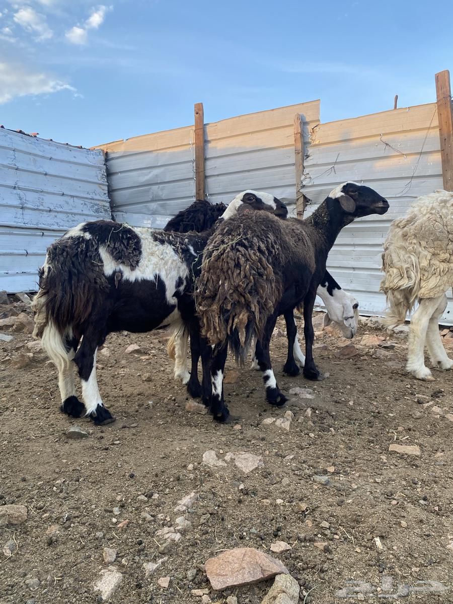 غنم صنف تم البيع64387912528515113