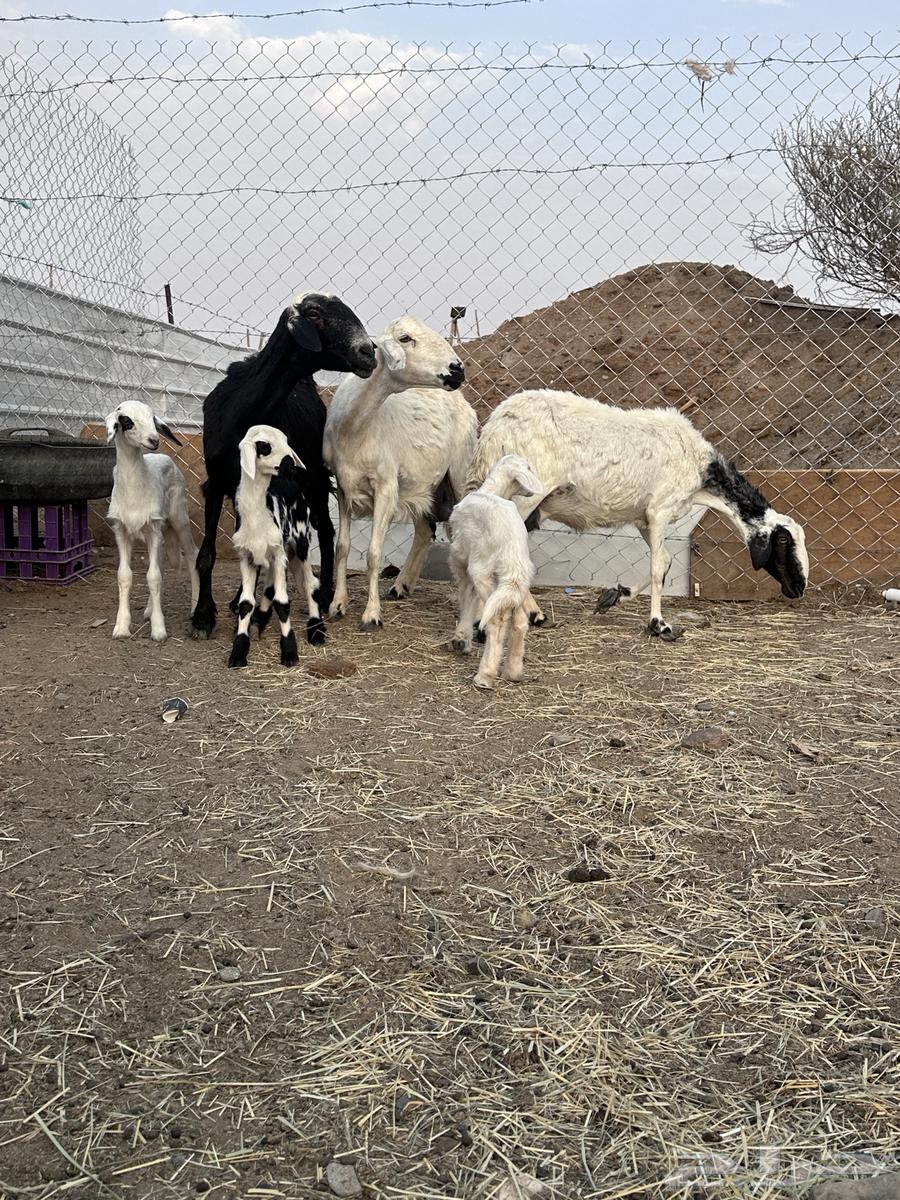 ضان حلال64387438980866110