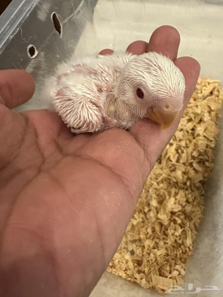 فروخ روز البينو64383927346433111