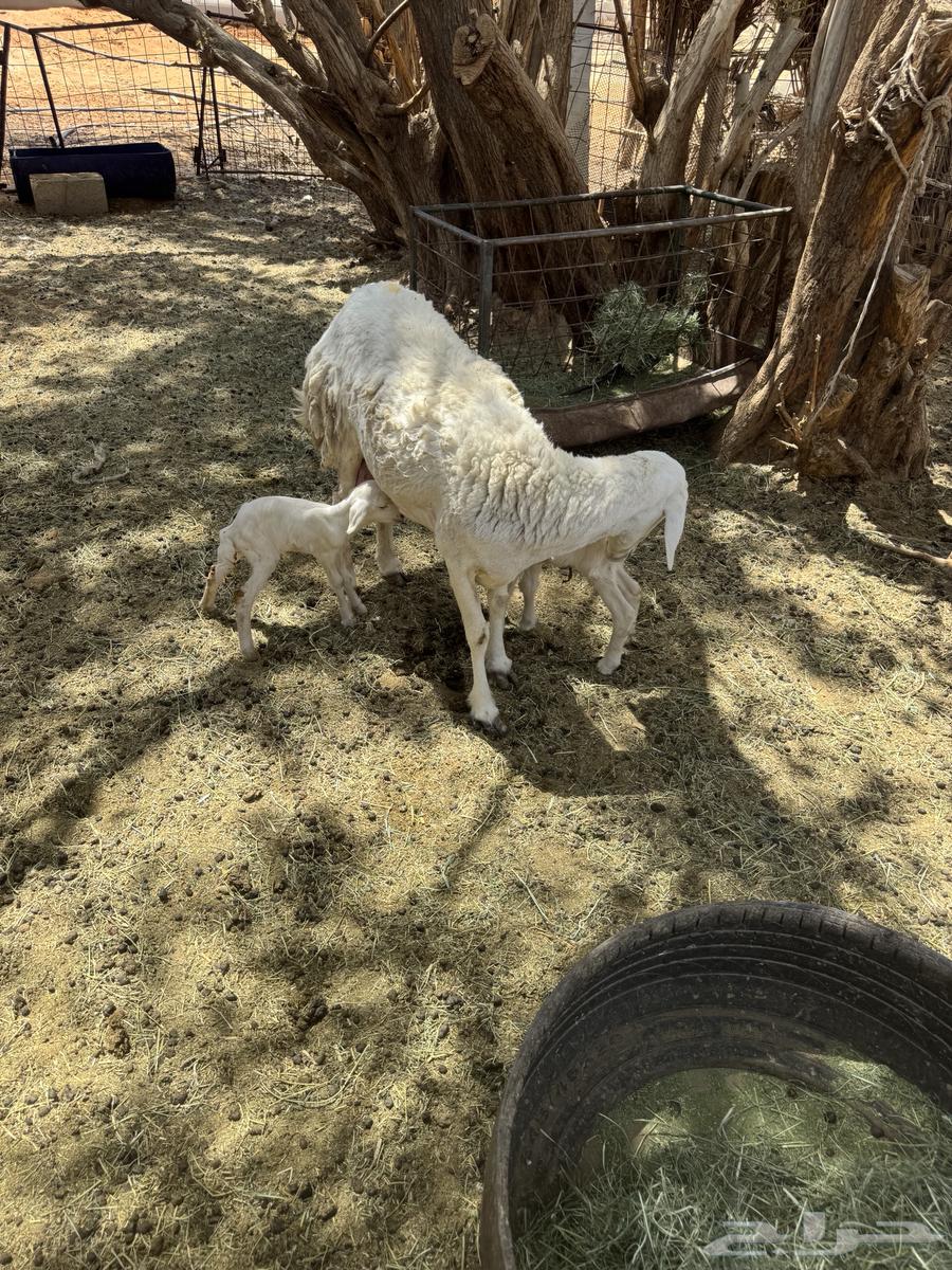 رخل ثنيه متوم64383247917825110