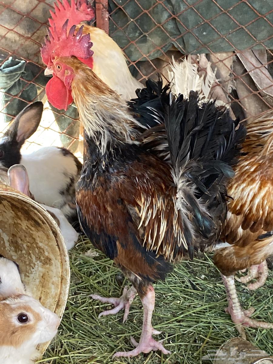 ديك بلدي64380227256450112