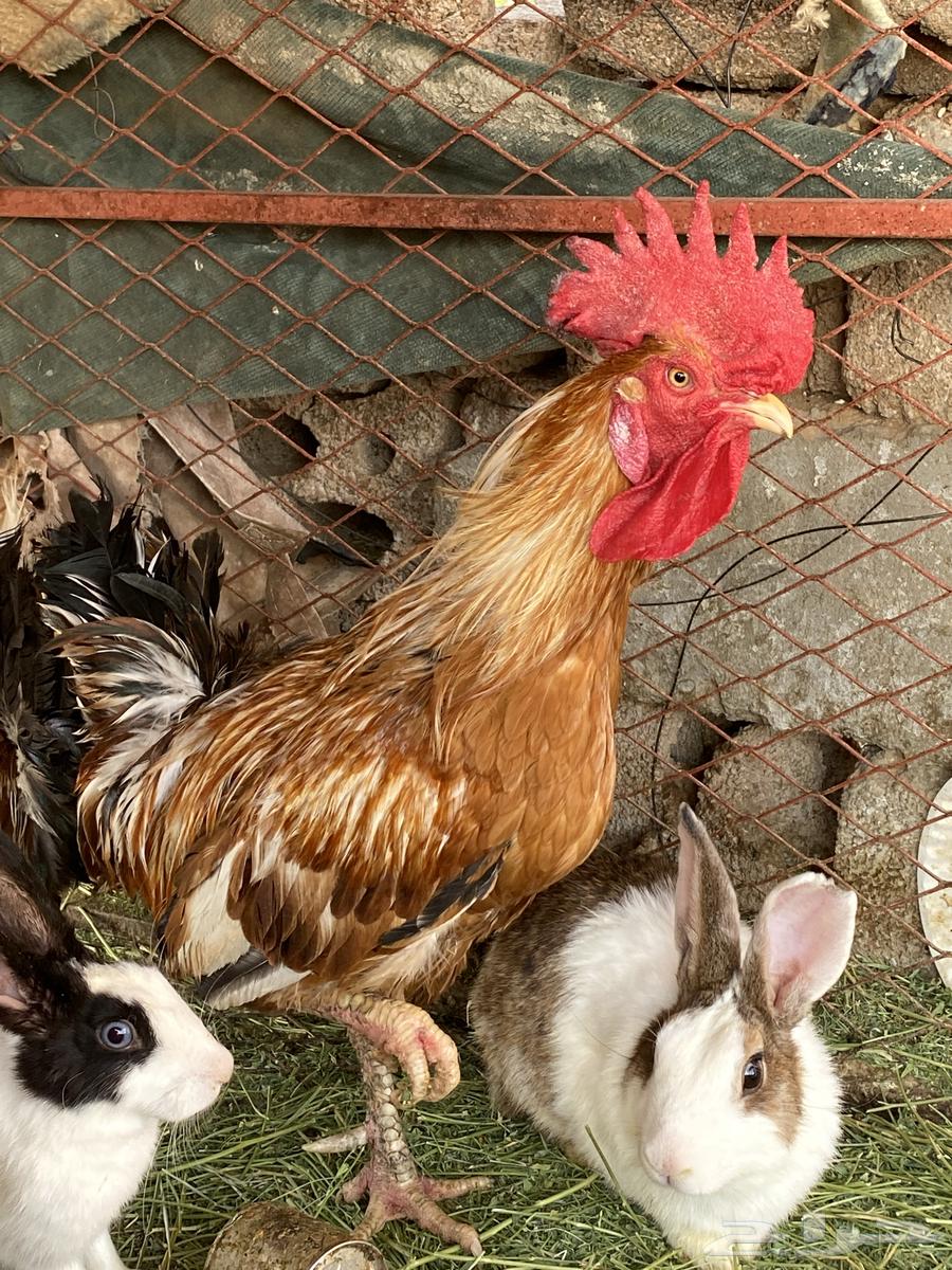 ديك بلدي64380227256450113