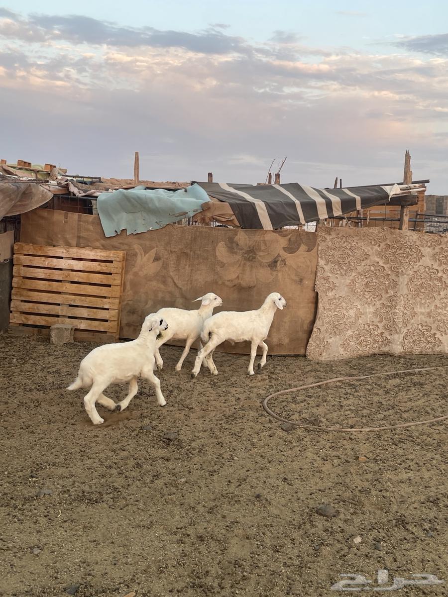 Sheep64387912442499113