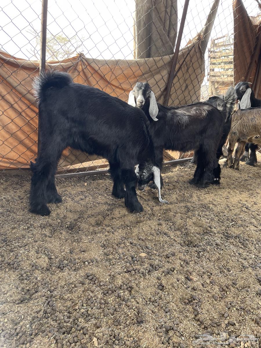 تيوس تم البيع64384092217091111