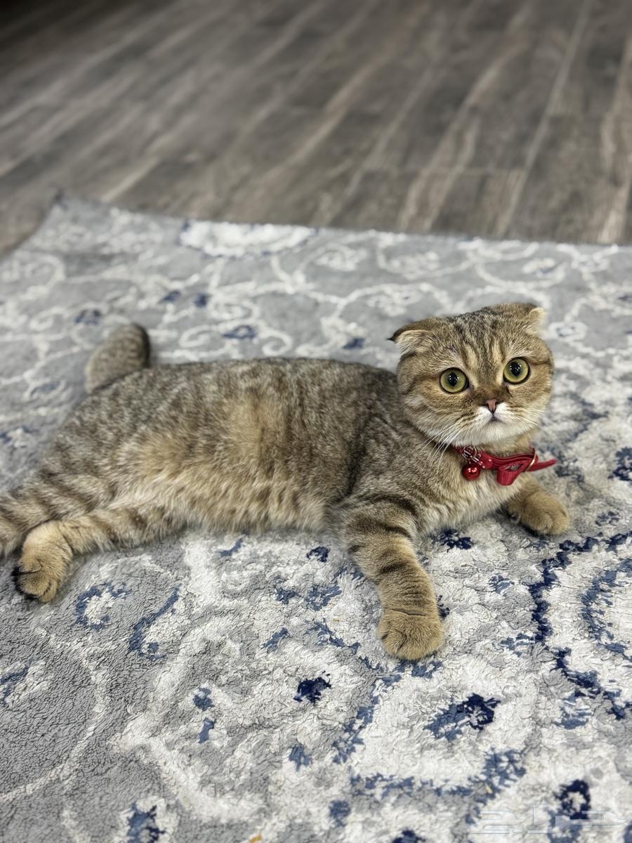 قطط سكوتش فولد64390788313346112