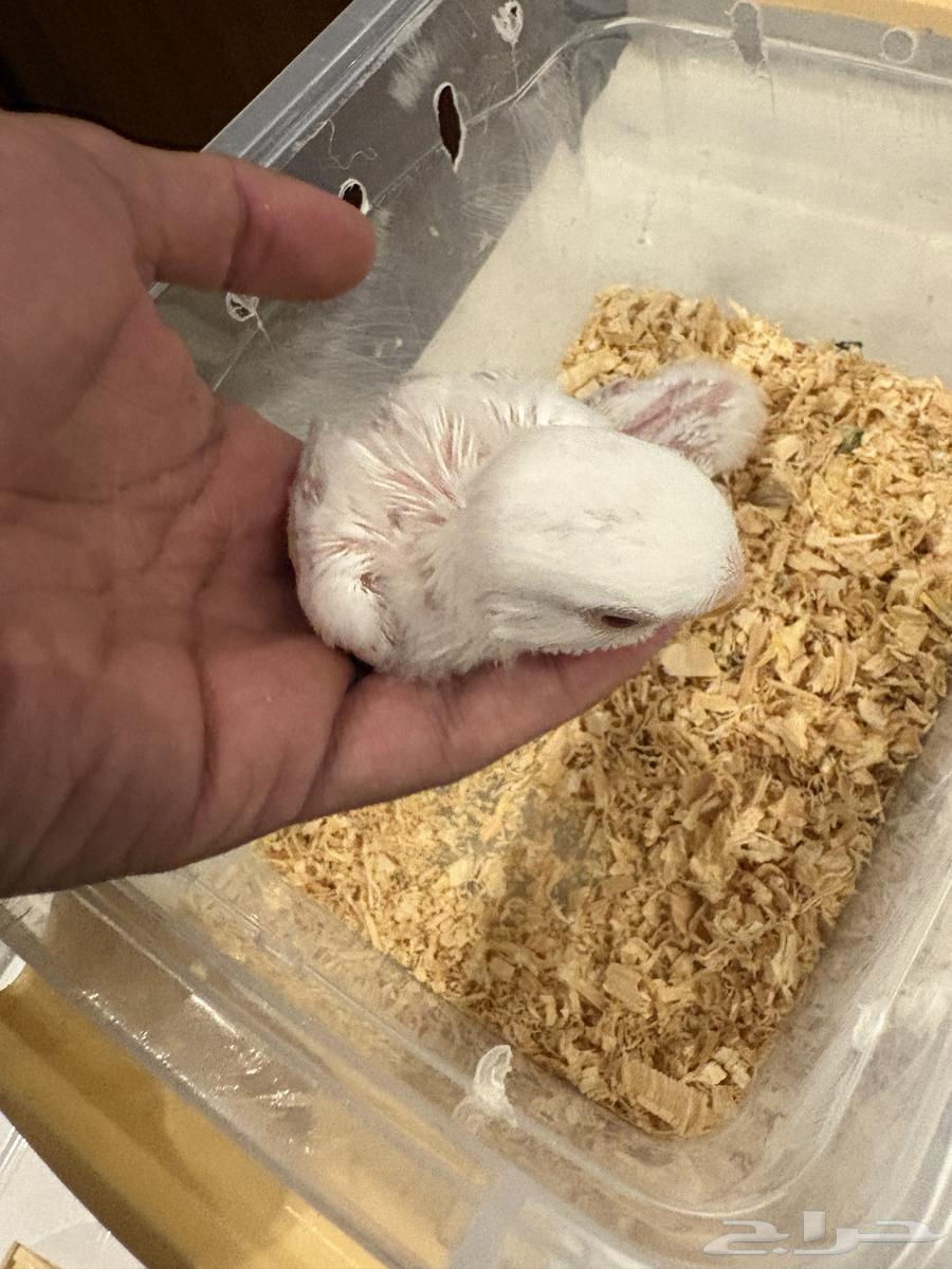 فروخ روز البينو64383927346433112