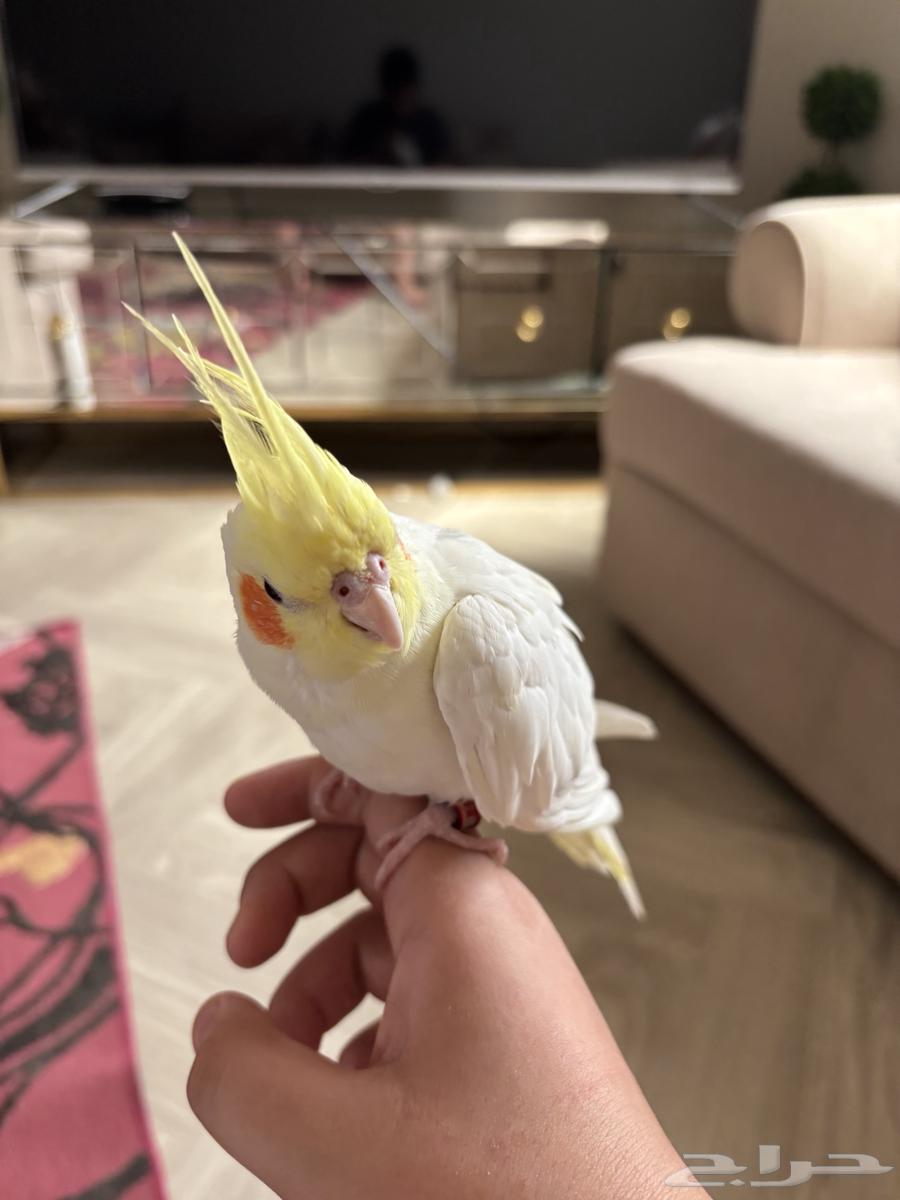 الصنف  كروان لا تينو هدد اليف64383967850498111