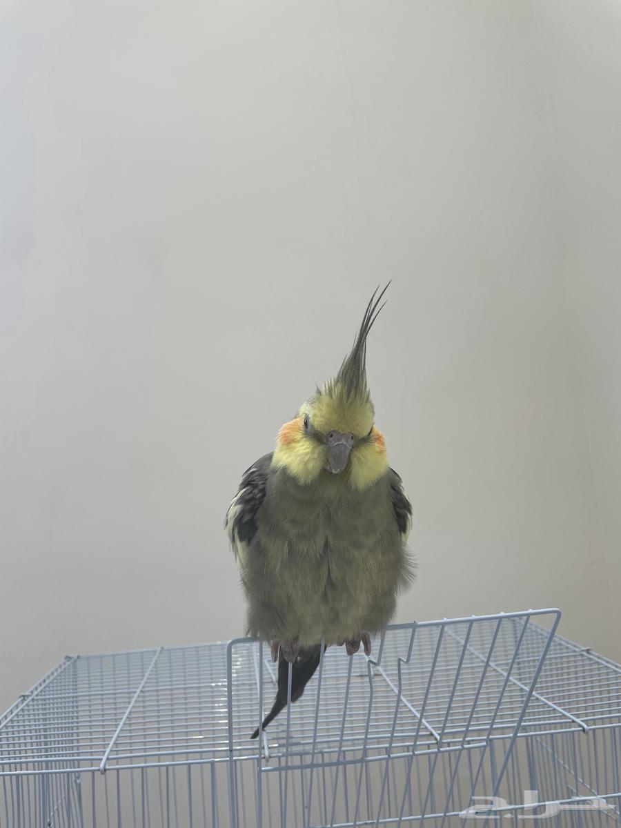 كروان كوكتيل ذكر اليف64381878494595112