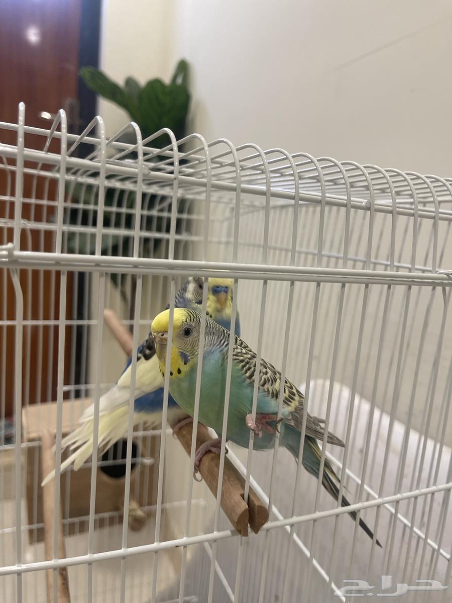 Healthy Pair of Budgies, Price 10064402063953154113