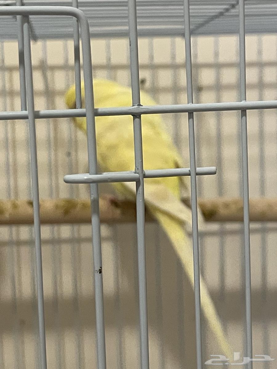 عصفور نوع باجي64383898827266110