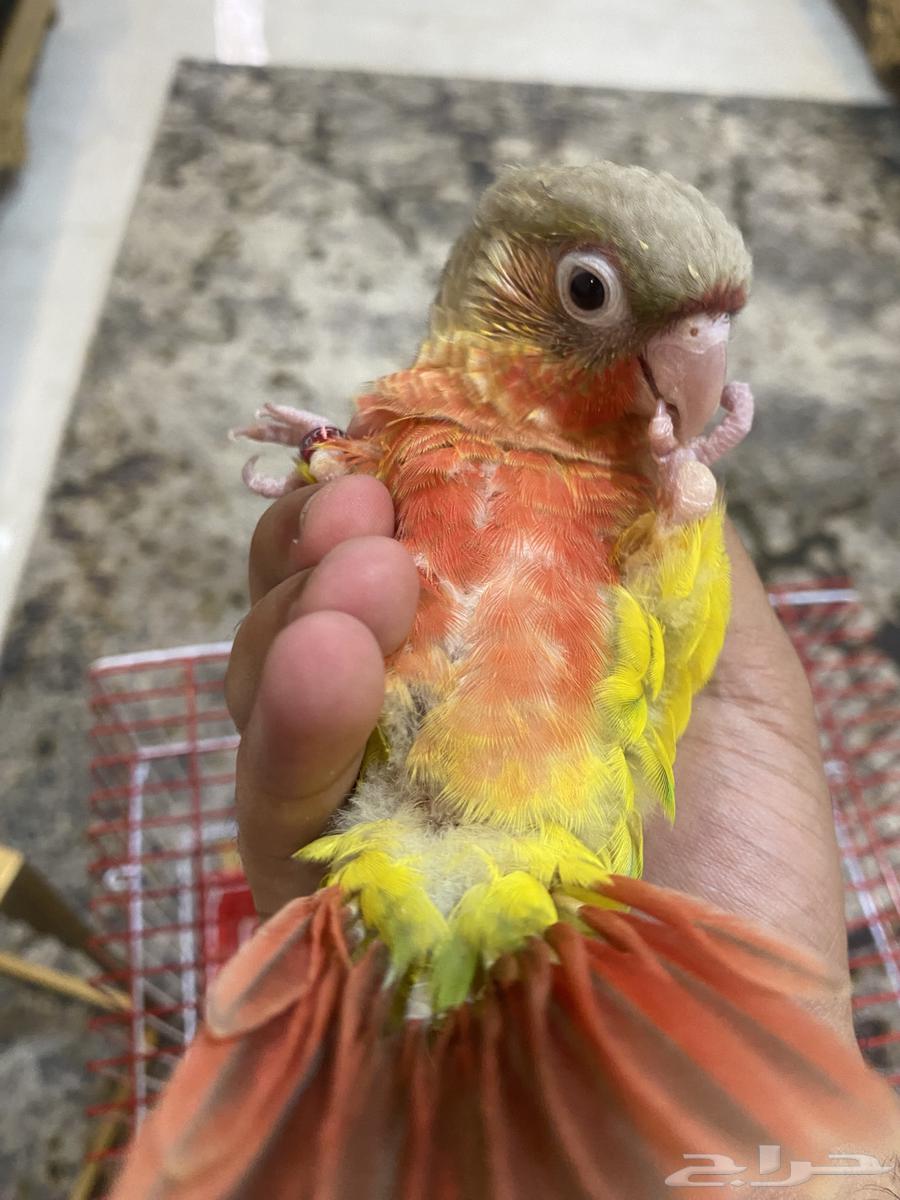 Farakh Knyor returned factor64383830270338110