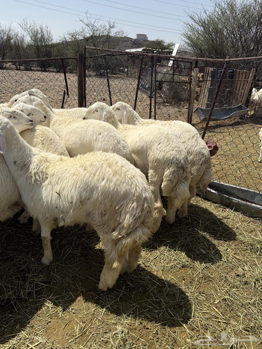 يوجد لدينا طليان  حرية ذبائح شي نظيف  و البيع تفريد64381934614145112