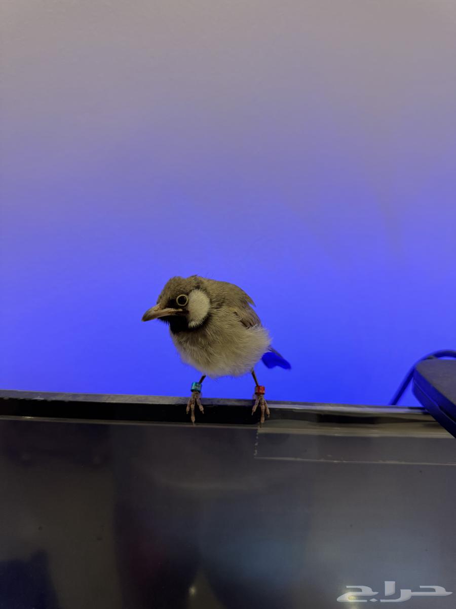 للبيع فرخ بلبل حساوي64377637670274113