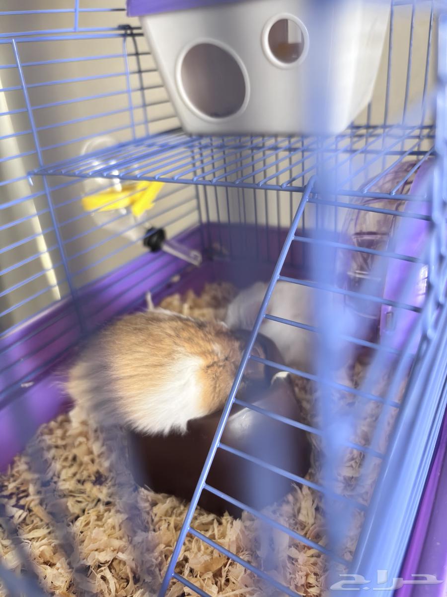 هامستر ذكر وأنثى صحتهم زينه (اول منيجي يجي ياخذ بسعر يبيه64384883593217111