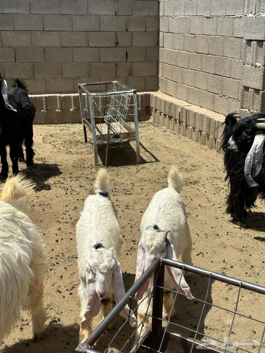 Goat with two underneath64383122598019110