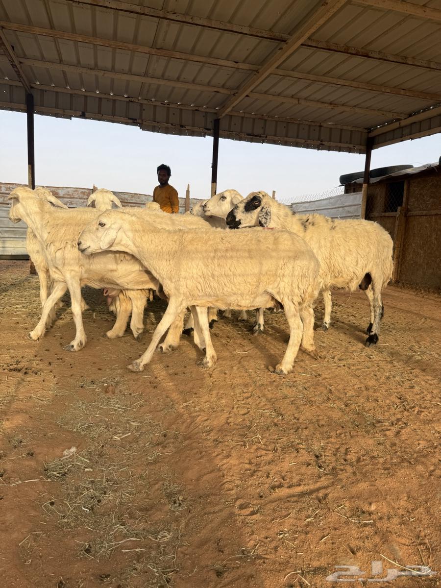 للبيع حريات متابيع64386821943809112