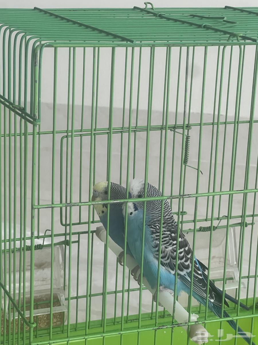 طيور زينه64383802090371111