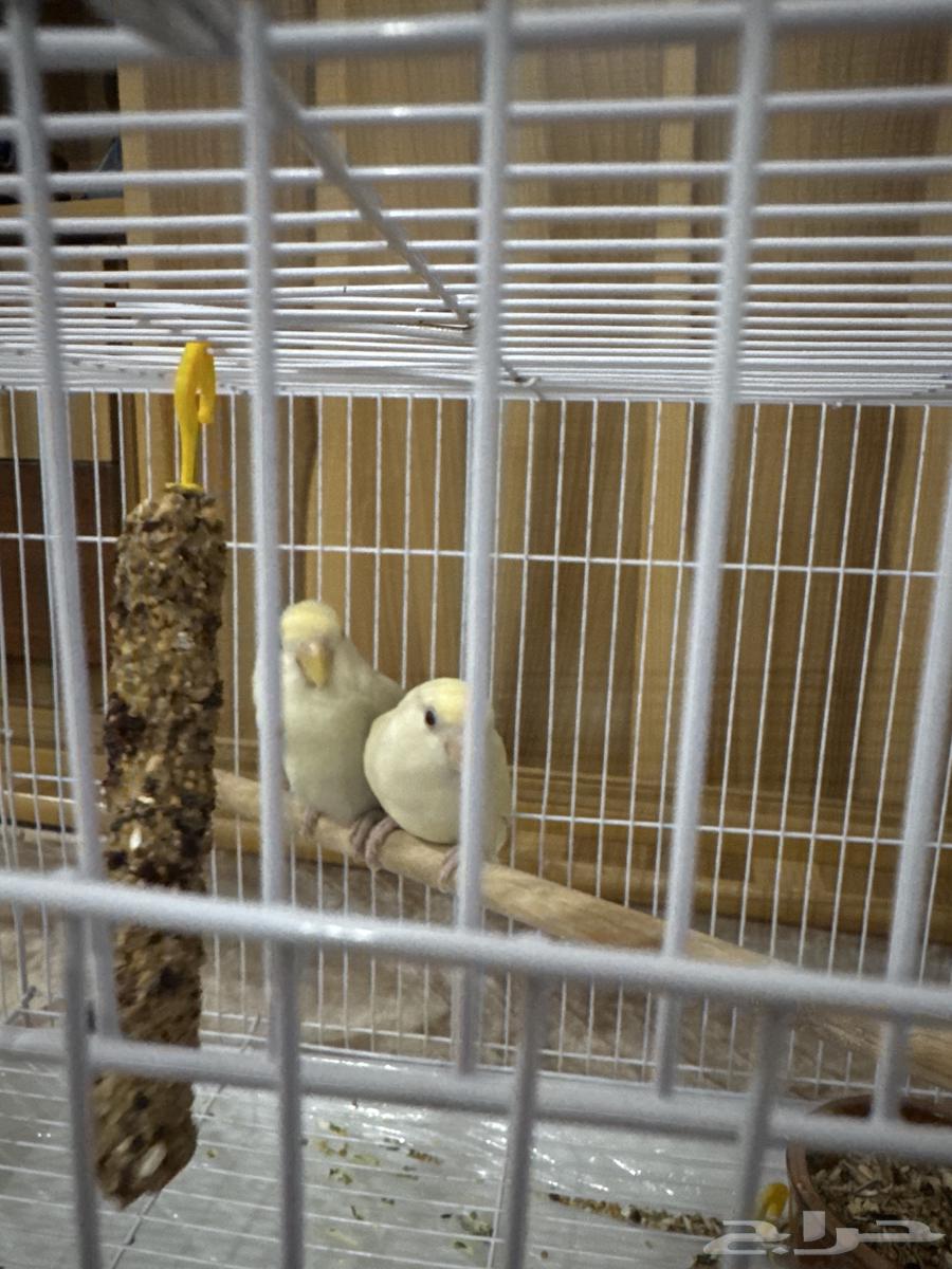 للبيع المستعجل روز عدد 264384703088769111