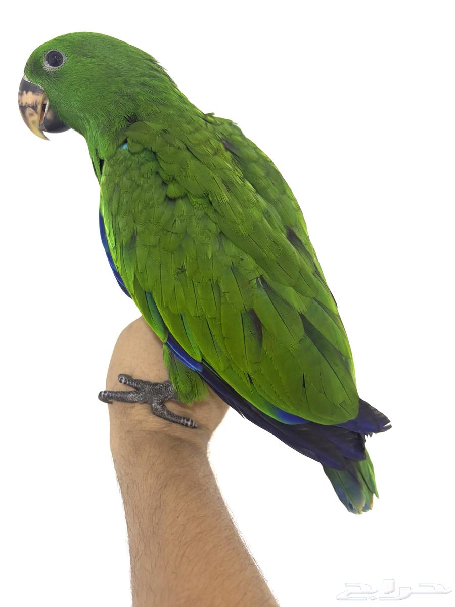 ببغاء اكلكتوس اليف وهدد (Top)64386752628098111