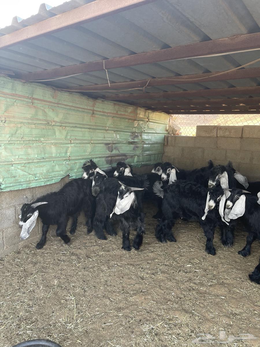 تيوس مخاصي فاخره64382114405635110