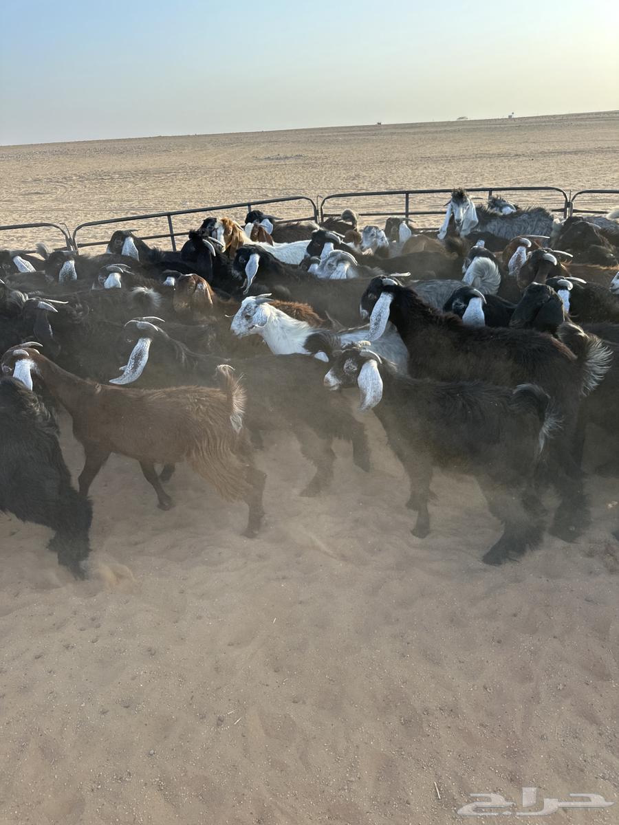 للبيع تيوس64387452991235114