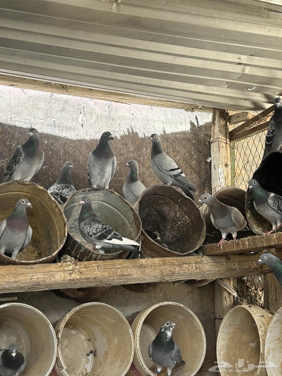 حمام زاجل سباق للبيع وفيه شي مش محجل64385466846081113