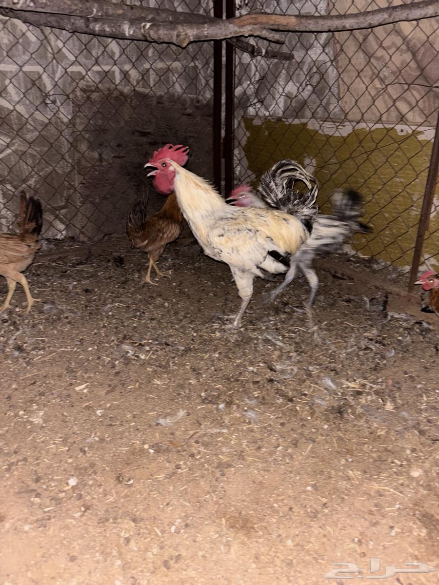 للبيع ديك العدد164389210995843111