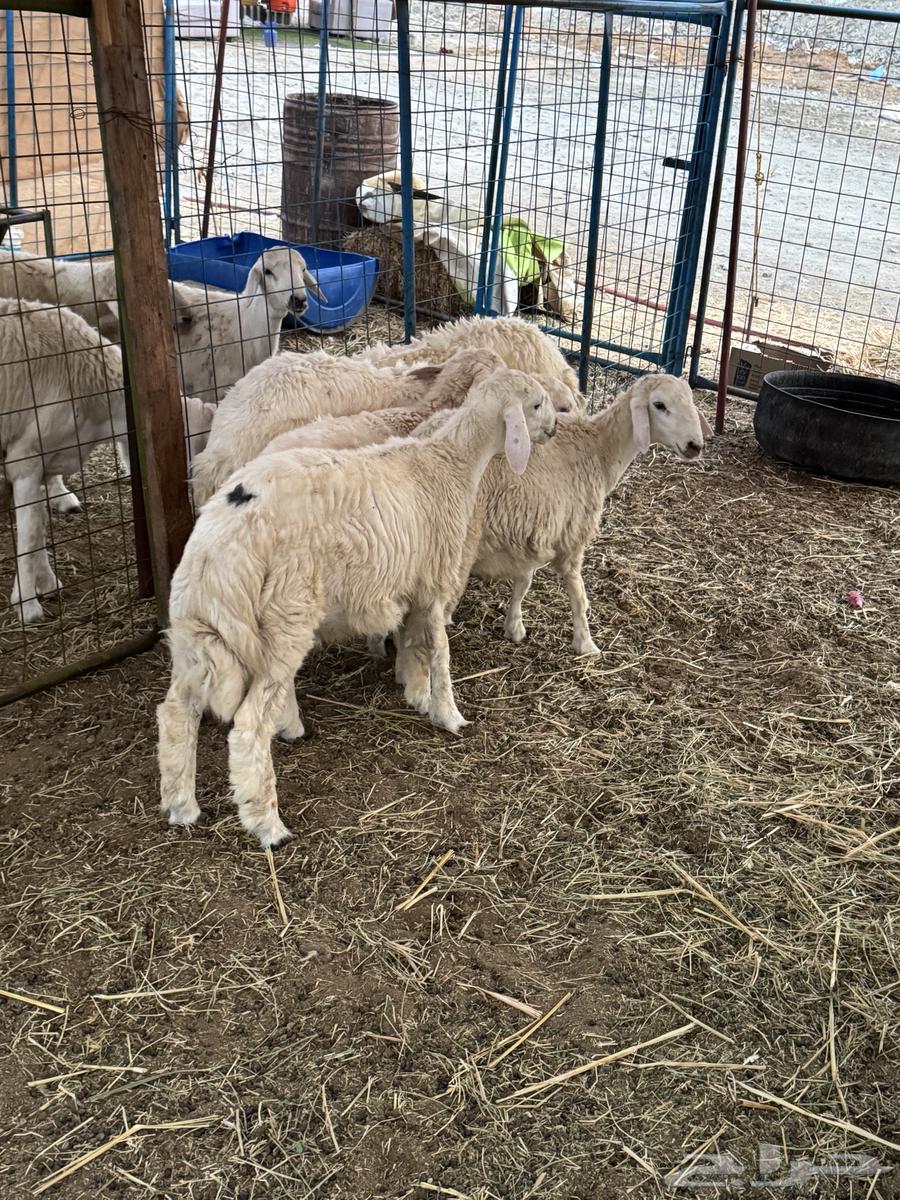 Talyan64388660993283112