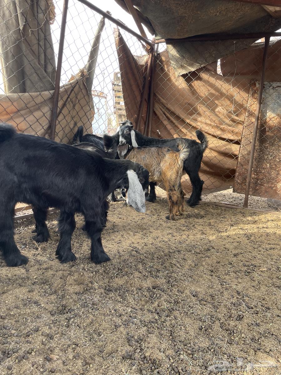 تيوس تم البيع64384092217091112