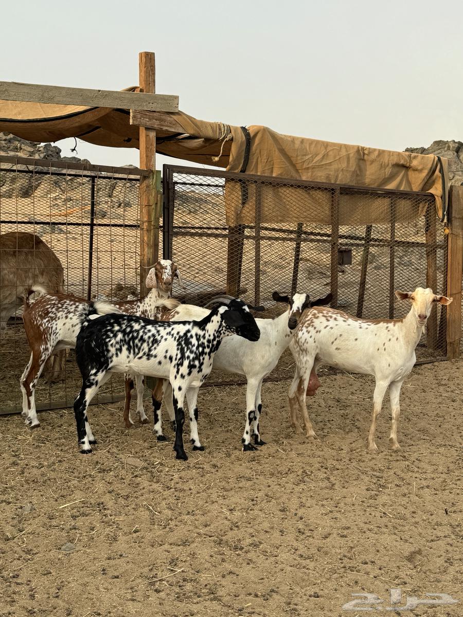 جفار بيشيات ( تم البيع )64379036037761111