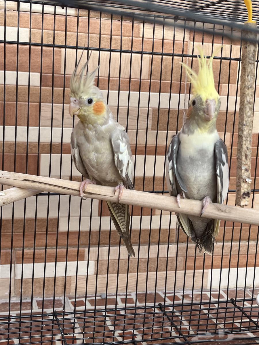 جوز كروان انثى أليفه وذكر خواف شوي64387495057025111