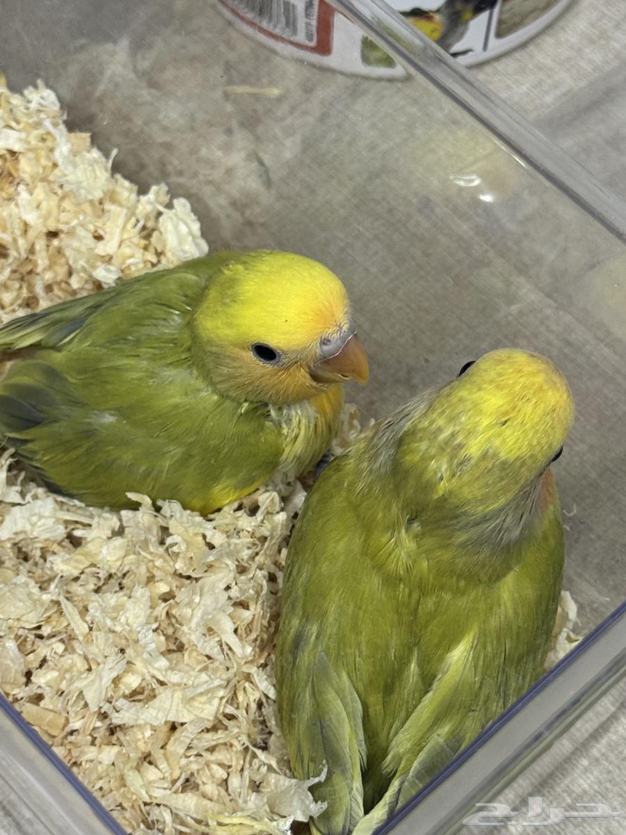 فروخ روز64390430173569113